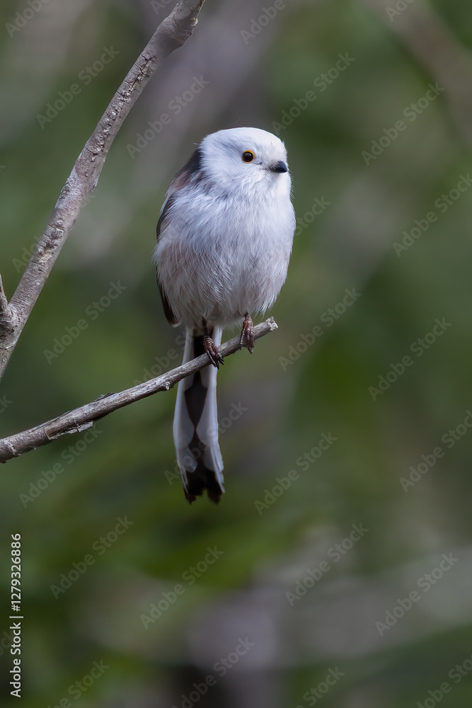 Obraz premium Long-tailed tit
