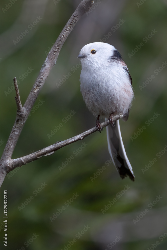 Fototapeta premium Long-tailed tit