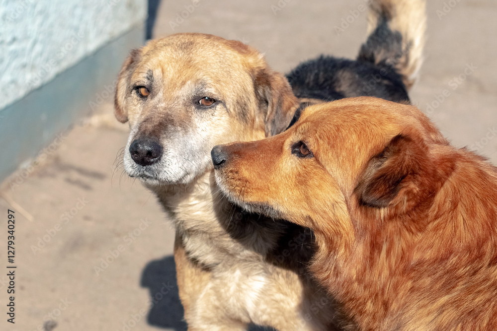 Two street dogs in the warm rays of the sun - the ginger dog gently touches the muzzle of his companion, demonstrating trust and friendship Two street dogs in the warm rays of the sun - the ginger dog gently touches the muzzle of his companion, demonstrating trust and friendship