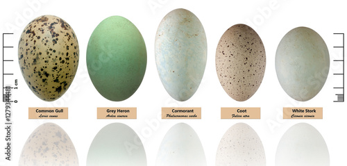 Collection of bird's eggs isolated on white (Larus canus, Ardea cinerea, Phalacrocorax carbo, Fulica atra, Ciconia ciconia)