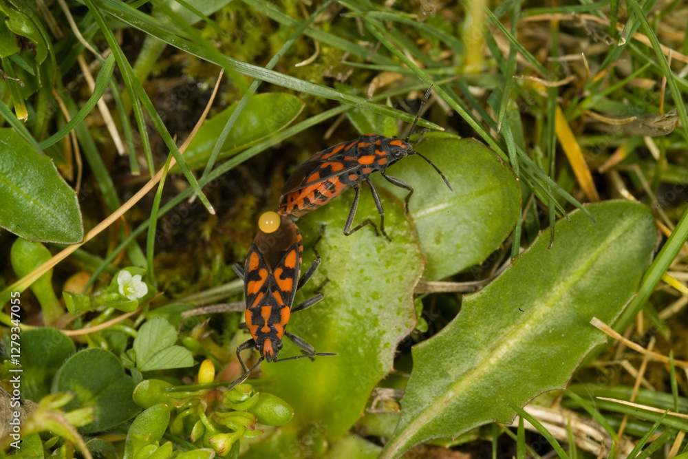 Cretan Soldier Beetle (Spilostethus saxatilis) mating, lygaeid bug (Lygaeus saxatilis, Spilostethus saxatilis), copulation on a leaf. Cretan Soldier Beetle (Spilostethus saxatilis) mating, lygaeid bug (Lygaeus saxatilis, Spilostethus saxatilis), copulation on a leaf.