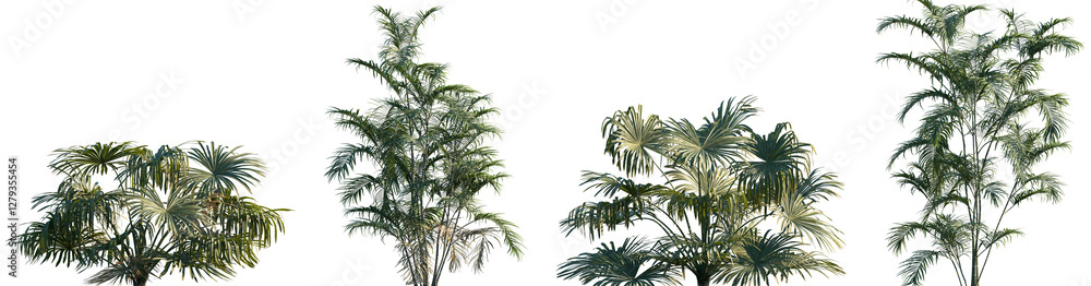 Set of Brahea moorei and Chamaedorea radicalis frontal isolated small palms png on a transparent background perfectly cutout Set of Brahea moorei and Chamaedorea radicalis frontal isolated small palms png on a transparent background perfectly cutout