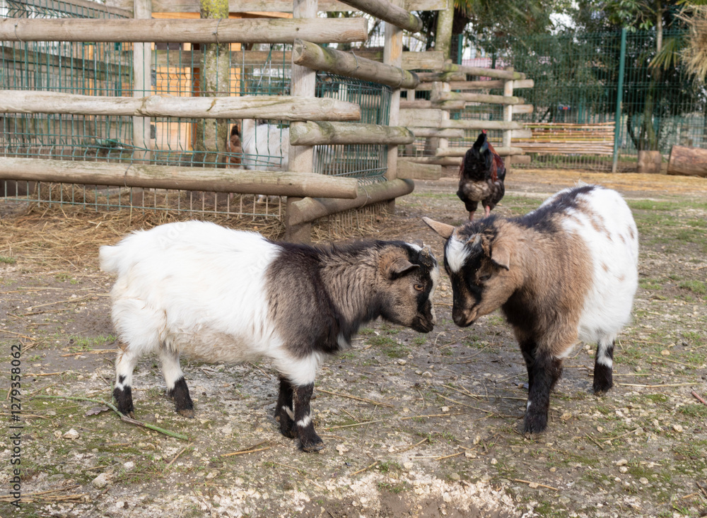 Obraz premium Two goats on the farm