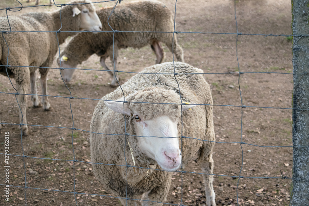 Obraz premium Sheep behind a fence pokes its head through it sadly.