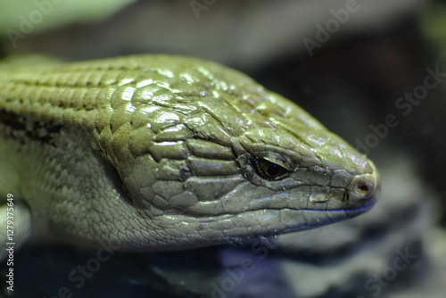 Blue tongue skink