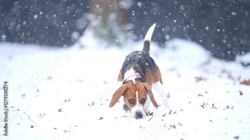 American Beagle dog in the snow. Sniffing and looking for rabbits or squirrels. Slow motion, 25 percent natural speed.