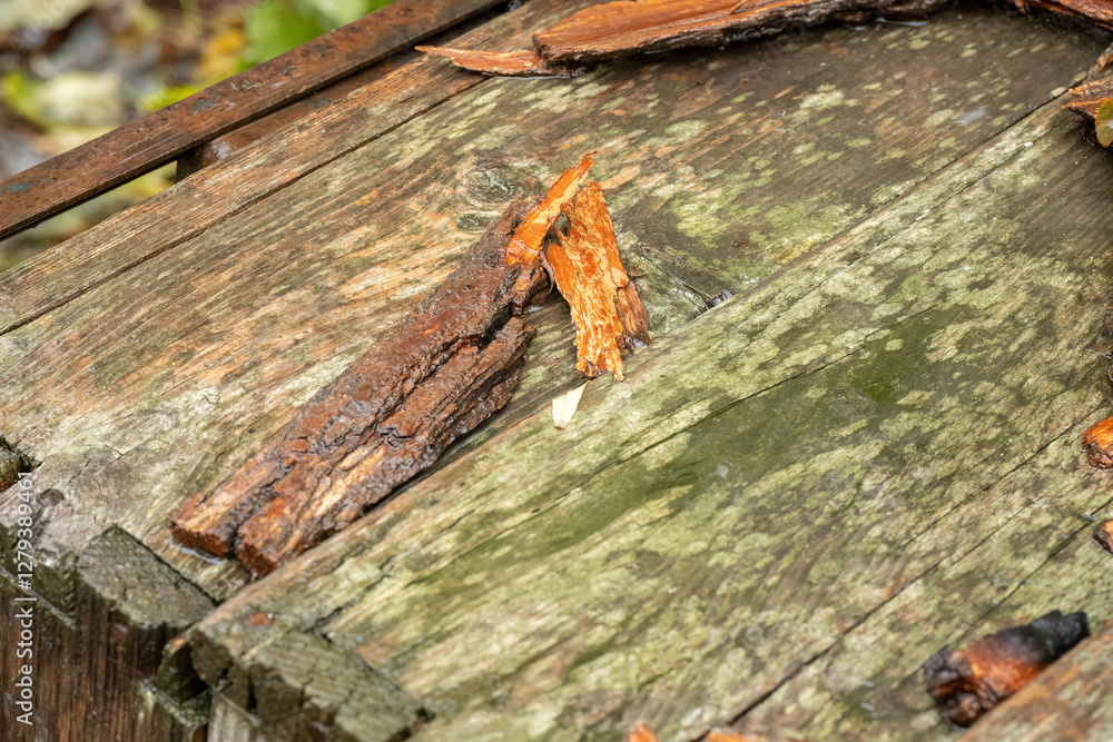 Fototapeta premium Decayed wooden surface with peeling bark