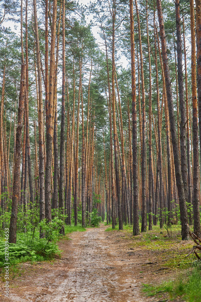 Obraz premium Path Through the Pine Forest