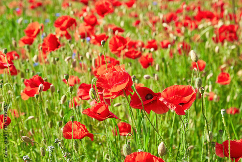 Field of Red Poppies