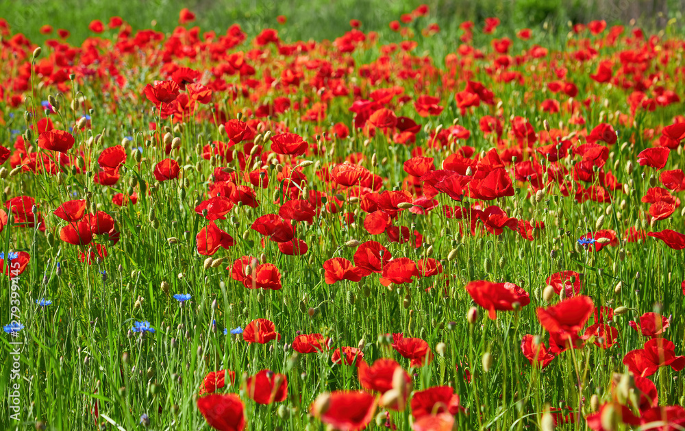 Fototapeta premium Vibrant Red Poppies in Bloom