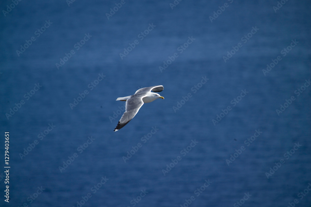 seagull in flight over the sea, high angle, yellow-legged gull (Larus michahellis) Alghero, Capo Caccia, Sardinia, Italy. seagull in flight over the sea, high angle, yellow-legged gull (Larus michahellis) Alghero, Capo Caccia, Sardinia, Italy.