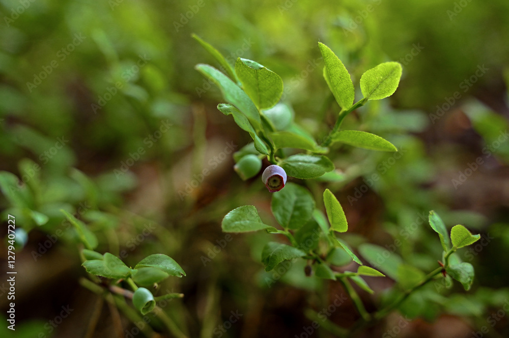 Wild blueberries growing in nature Wild blueberries growing in nature