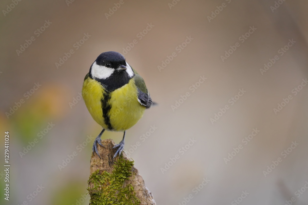 Closeup portrait of a great tit. Parus major. Wildlife scene with a titmouse. Closeup portrait of a great tit. Parus major. Wildlife scene with a titmouse.