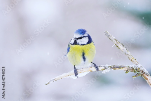 Winter scene with a a blue tit.  Cyanistes caeruleus. A cute blue tit sits on  branch. 