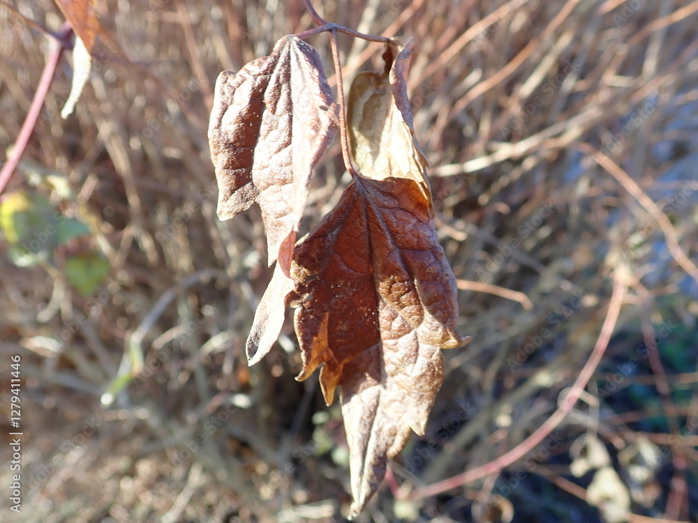 dry brown branches of a bushes