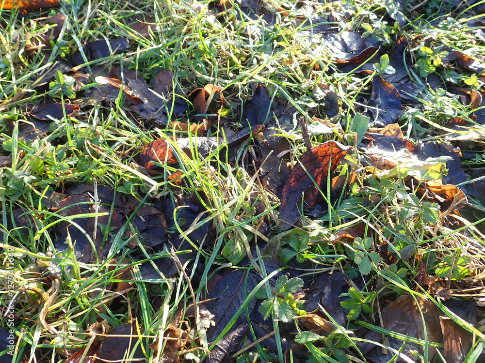 fallen leaves in a green grass fallen leaves in a green grass