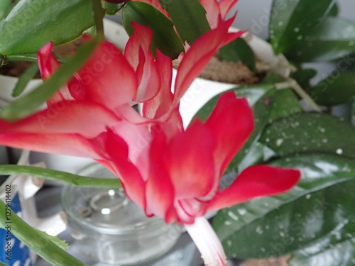 schumbergera truncata as a home plant in red flower photo