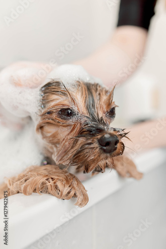 Terrier treated to a luxurious spa day with warm water, soothing care, and soft drying. A pampered pet enjoys ultimate relaxation and attention groomer foams shampoo onto dog's head