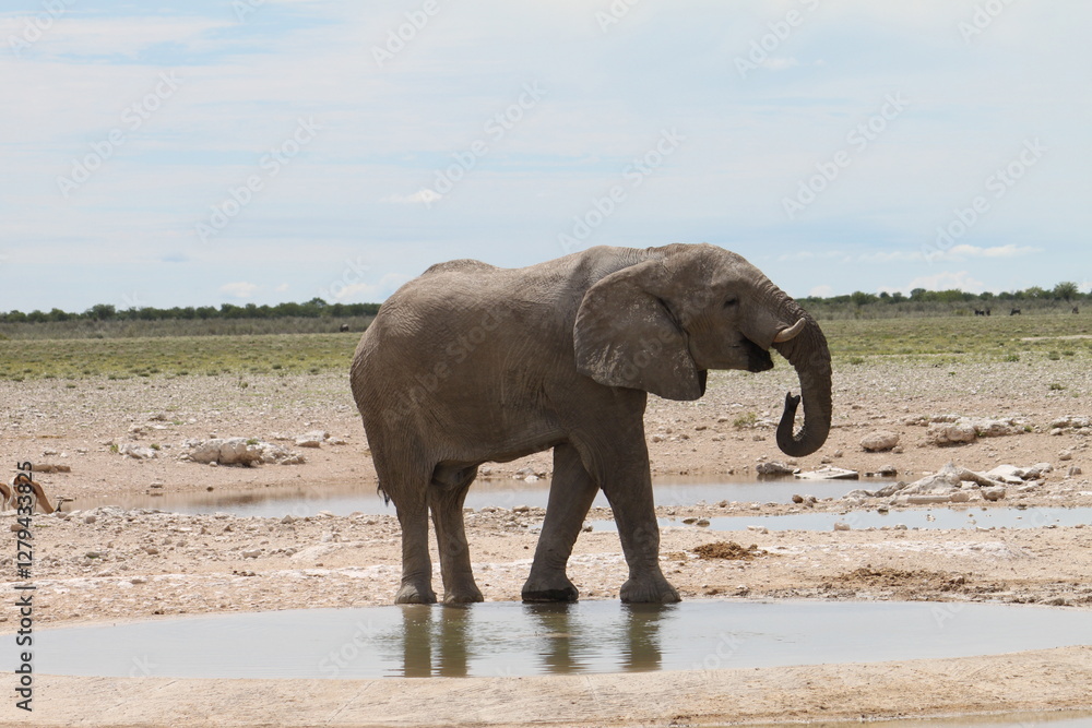 Fototapeta premium African bush elephant bull drinks at waterhole. Impressive encounter with wildlife. Springbok in background. Etosha National Park, Namibia 