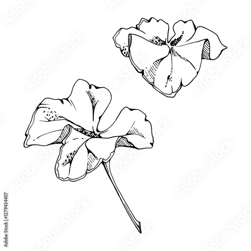 plant leaves of flower, bush tree foliage hand drawn vector ink, cloudberry alchemilla ladys mantle geranium. Isolated botanical illustration. Wedding florist, scrapbooking decoupage, cosmetics