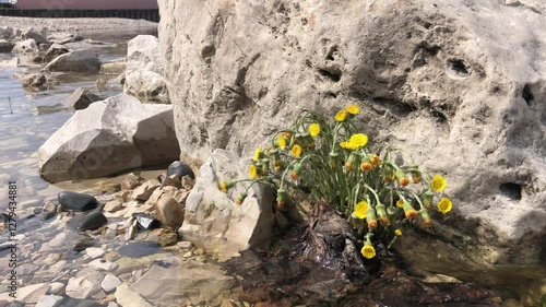 Clean, transparent surface of water. Yellow flowers grow on a huge stone near the shore.