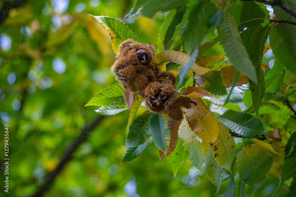 Castanea sativa ripening fruits in spiny cupules, edible hidden brown tasty seed nuts hanging on tree branches, green leaves