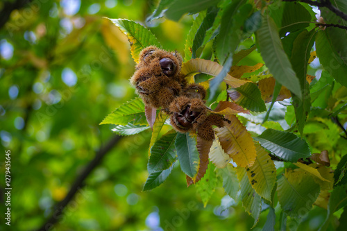 Obraz na płótnie Castanea sativa ripening fruits in spiny cupules, edible hidden brown tasty seed nuts hanging on tree branches, green leaves w salonie