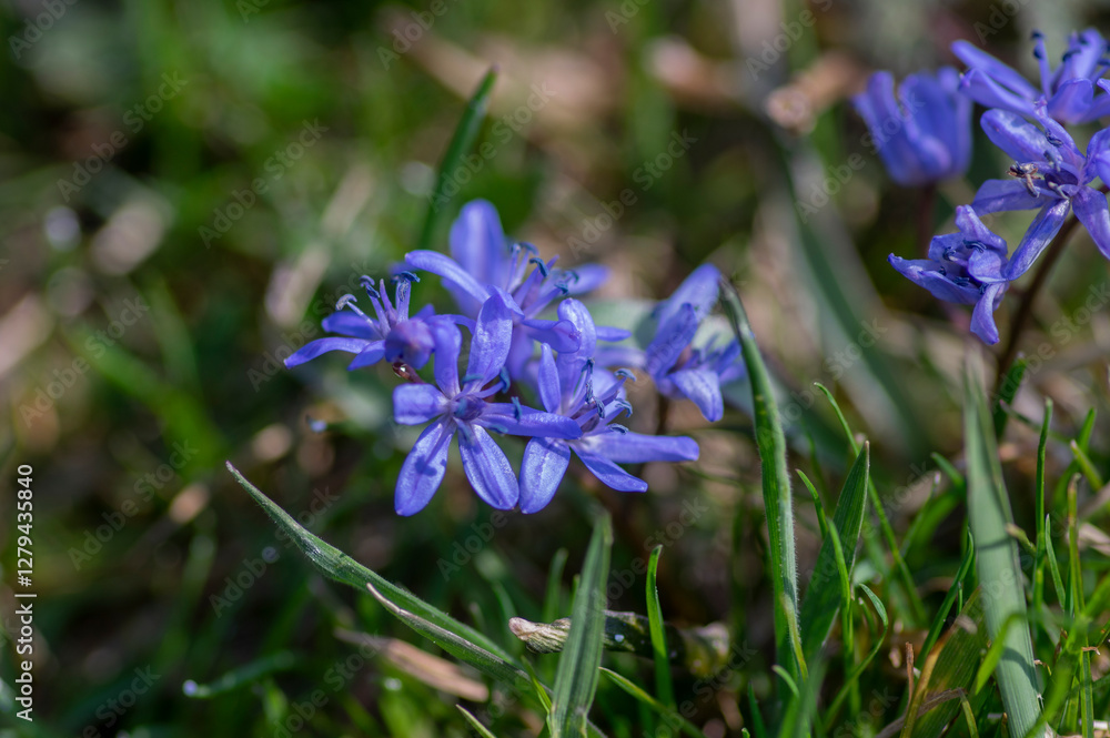 Scilla bifolia alpine two-leaf squill early spring bulbous flowers in bloom, small beautiful blue flowering plant