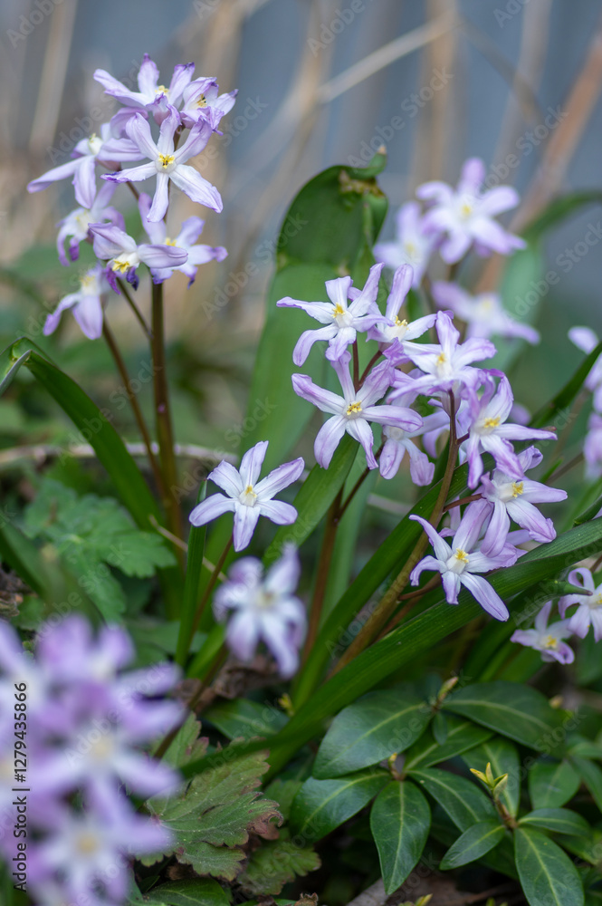 Scilla luciliae blue small springtime flowers in the grass, close up view bulbous flowering plant