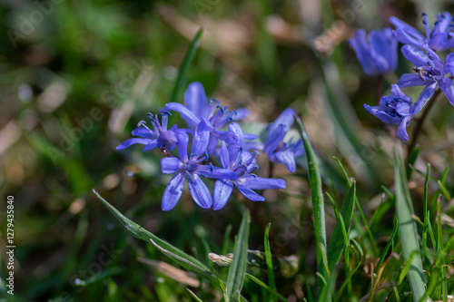 Obraz na płótnie Scilla bifolia alpine two-leaf squill early spring bulbous flowers in bloom, small beautiful blue flowering plant w salonie