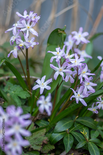 Obraz na płótnie Scilla luciliae blue small springtime flowers in the grass, close up view bulbous flowering plant w salonie