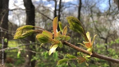 The ant runs on the young leaves of the tree. Close-up.