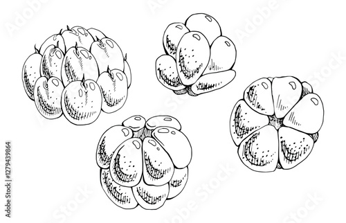 Cloudberry raspberry sloe fruit hand drawn vector ink, forest berry dewberry mulberry loganberry boysenberry. Botanical isolated illustration set. Restaurant, cafe menu, wedding, farmers market