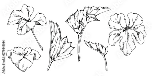 plant leaves of flower, bush tree foliage hand drawn vector ink, cloudberry alchemilla ladys mantle geranium. Isolated botanical illustration set. Wedding florist, scrapbooking decoupage, cosmetics