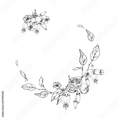 Blueberry blackberry, white bell flowers, hand drawn in ink vector, ripe forest berry bunch on branches. Isolated botanical garland wreath frame illustration. Wedding menu, farmers market, cosmetics