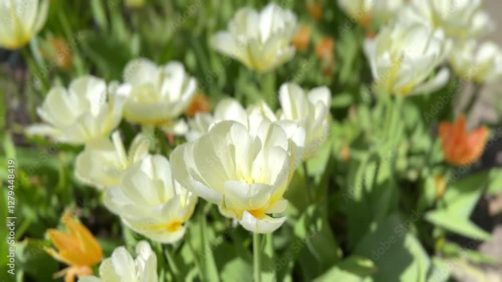 A bunch of white tulips flowers with orange petals A bunch of white tulips flowers with orange petals