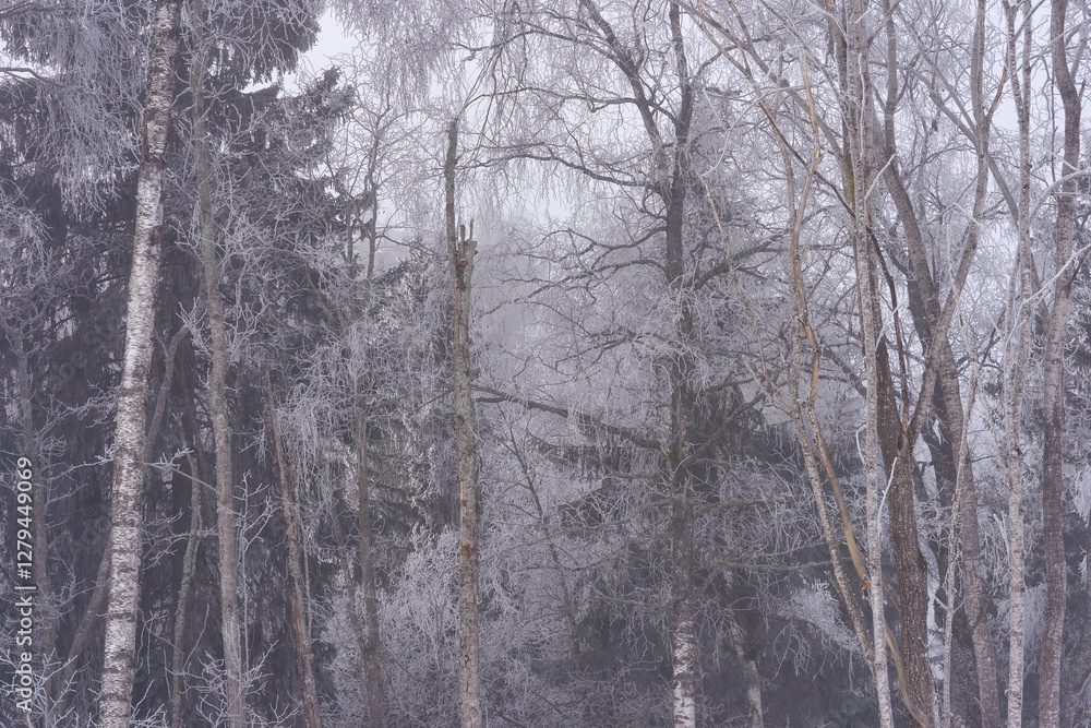 Fototapeta premium By the Olterudelva Valley, Toten, Norway, a day of February.