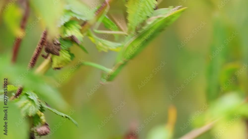 Close Up of a Green Praying Mantis Skillfully Camouflaged Within Its Natural Environment. Media Close Up of a Green Praying Mantis Skillfully Camouflaged Within Its Natural Environment. Media