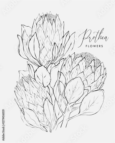 Protea lineart bouquet