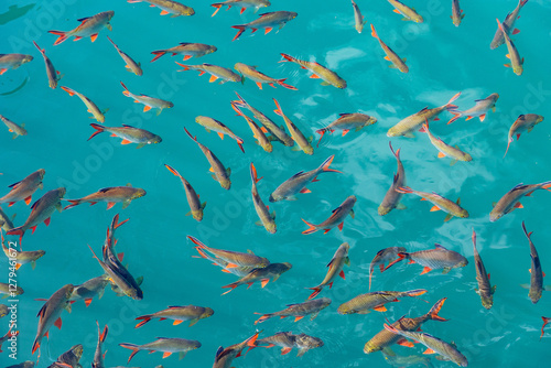 Photography Vibrant fish in khao sok national park waters