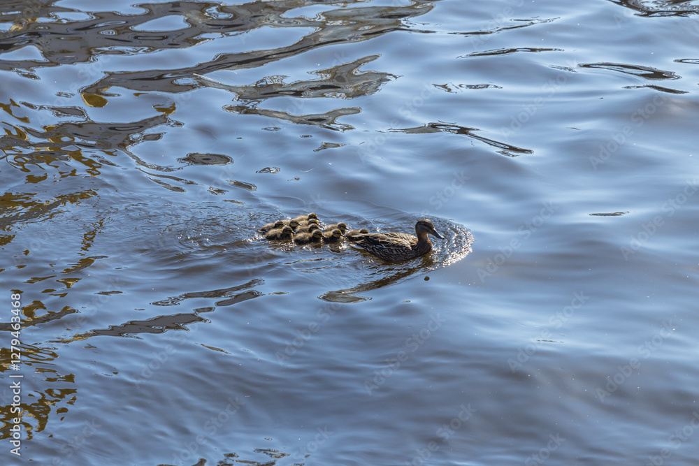 Dabbling duck with ducklings float on water. Natural photography Dabbling duck with ducklings float on water. Natural photography