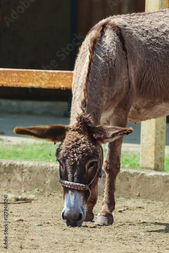 Donkey Grazing in a Farm 