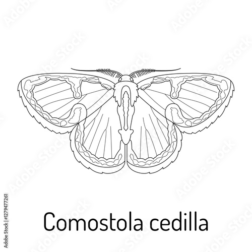 Black and white vector illustration of Comostola cedilla moth. Detailed line art drawing, perfect for coloring books, nature-themed designs, and educational materials. photo