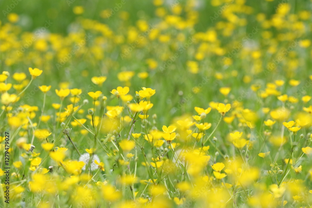 Obraz premium yellow flowers