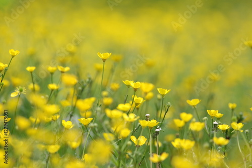 Obraz na płótnie yellow flowers w salonie