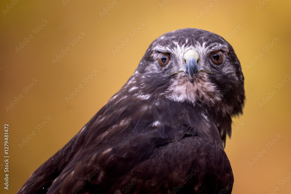 Fototapeta premium Close-up of a Red-shouldered Hawk. 