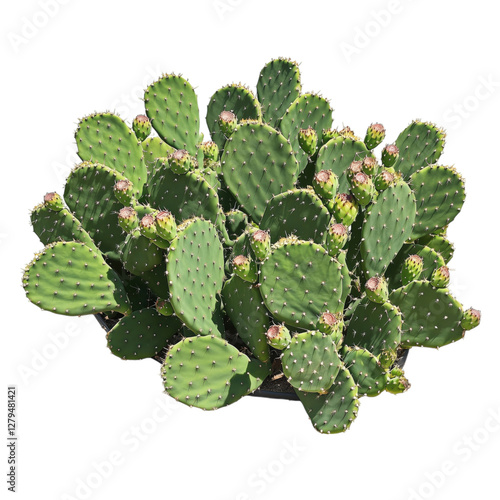 A vibrant prickly pear cactus (Opuntia) with lush green pads and bright red fruit, isolated on a transparent background.