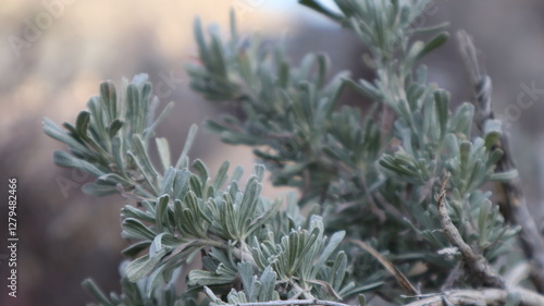 Fotografía Desert Sagebrush