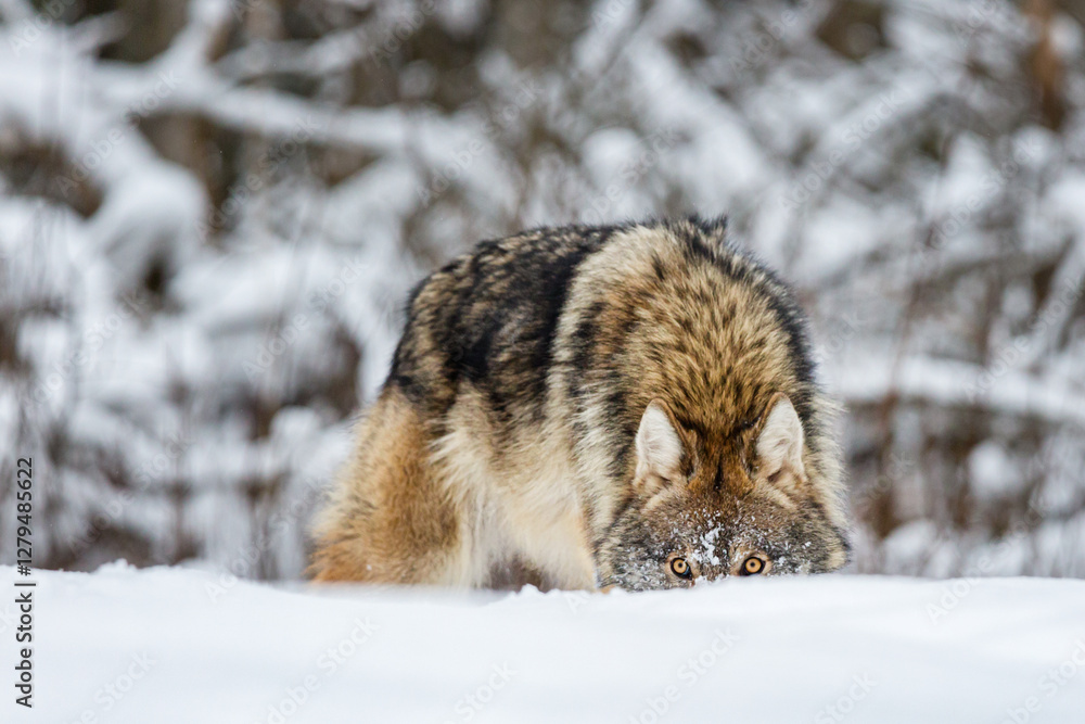 Obraz premium Timber wolf hiding behind a snowdrift in snowy winter forest. Wild life landscape. European wolf Canis Lupus in natural habitat.