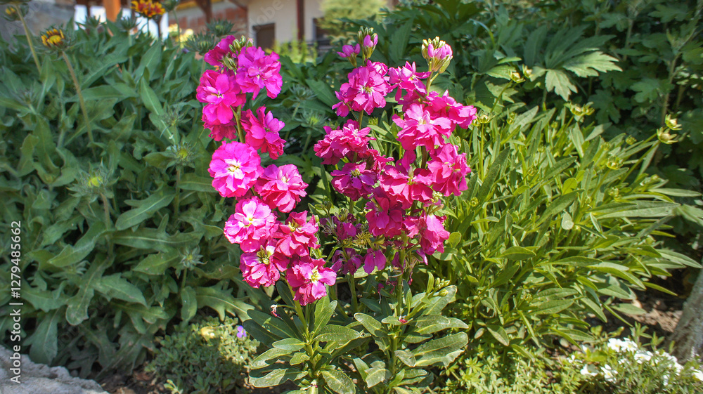 Pink Matthiola incana family Brassicaceae. Common names Brompton stock, common stock, hoary stock, ten-week stock, and gilly-flower, flower in the garden and landshaft design Pink Matthiola incana family Brassicaceae. Common names Brompton stock, common stock, hoary stock, ten-week stock, and gilly-flower, flower in the garden and landshaft design